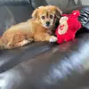 Crafting Dog Mom ❌❌ - @leonahunt3455 - TikTok