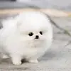leonahunter22568 - @leonahunter22568 - TikTok
