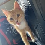 Leona Vollath Lindell - @leona_die_katze - Instagram