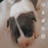 Leona Logan - @nina_the_pitbull83 - TikTok