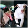 Vanessa Almeida - @leona.loganpitbull - TikTok