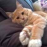 Leona - @leona_maine_coon - Instagram