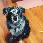 Leona Perry - @wonderaussies - Instagram