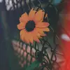 escobedogonzalezm2 - @leonaqueen15 - TikTok