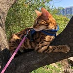 Leona/Simon/Johny - @simon_leona_bengals - Instagram