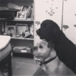 Leona Small - @dog_girl_leona - Instagram