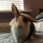 Leona Small - @freddie.mercury.the.rabbit - Instagram