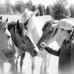 Leona Siobhan Tobin - Facebook