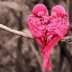 Leona Toth - Facebook