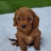 LeAnna Troyer - Facebook