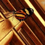 Leona Wings - @wings.leona - Instagram
