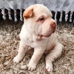 Leona Winter - @wintersharpei - Instagram