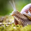 Leonard The Wise - @leonard.the.wise.snail - TikTok
