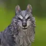 Leona Wolf - @leonawolf8 - TikTok