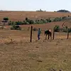 Leonardo Angelin - @leonardo.angelin - TikTok