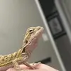 leonard the bearded dragon🐉 - @leonard.the.beard - TikTok