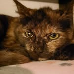 Leonard Beckett - @the.beckett.kitties - Instagram