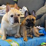 Leonard McCoy, Ruthie Mae, Stanley Otis - @berkowitz_bunch - Instagram