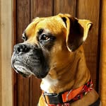 Leonardo Antonello Viccenzzo - @leonardo.boxerdog - Instagram