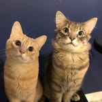 Leonard & Bruce - @leonardandbruce - Instagram
