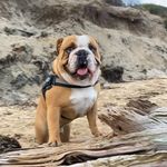 Leonard_thebulldog - @leonard_thebulldog1 - Instagram