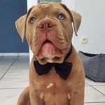 Leonardo Bulldog - @leonardo.bulldog - Instagram