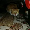 Котик  🐱 ЛЕО - @leonardocheek - TikTok