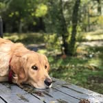 Leonard Fluffy Muffin Coffey - @leonardfluffymuffin - Instagram