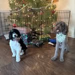 Lady & Leonard Denson - @densondoggies - Instagram