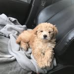 Leonard Douglas Shawley - @lilleothecavapoo - Instagram