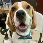 Leonard’s Beagle Family 🐾 - @leonardbbeagle - Instagram