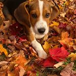 Leonard and Molly - @leonardcbeagle - Instagram