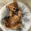 Leonard Elliott 🐾 - @leonard.thedood - TikTok