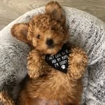 Leonard Elliott 🐾 - @leonard.thedood - Instagram