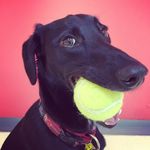Good Boy Leonard - @goodboyleonard - Instagram