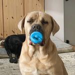 I Am Leonard. I Am A Good Boy. - @goodboy_leonard - Instagram