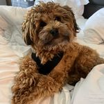 Leonardo - @leonardo.goodboy - Instagram