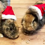 Leonard & Herbert - @lennyandherby - Instagram