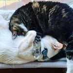 Leonard VonSnickerdoodle & Kahlua Monster Iverson - @leonardandkahlua - Instagram