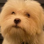 Laurence & Léonard - @leonard_le_coton_de_tulear - Instagram