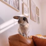 Léonard le lapin - @leonard.le.lapin - Instagram