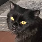 @lord.leonard.light - Instagram