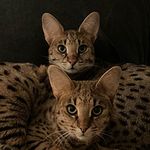 Leo & Link - @leonardo.and.lincoln - Instagram
