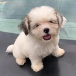 Leonard Lloyd White - @_leonardo_the_pup - Instagram