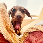Leonard Longboii 🐾 - @leonard.longboii - Instagram
