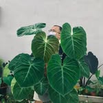 Leonard Ryan Low - @leonardryan - Instagram