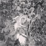 Leonard Mead - @pedsstrian_1951 - Instagram