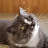 Leonard Molnar - @leonard.molnar - TikTok