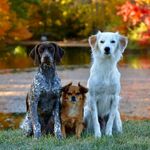 Gus, Leonard, Oakley, & Kimber - @kentucky_dog_adventures - Instagram