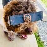 Leonard Meatball Olson - @life_with_lenny_meatball - Instagram